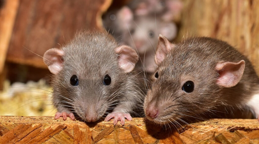 5 Curiosidades dos Ratos