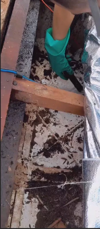 controle de pragas e morcegos