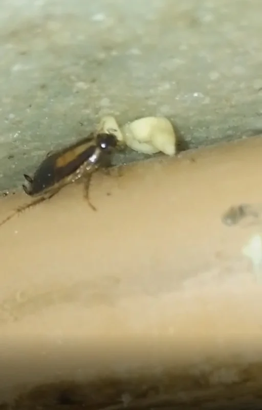 Dedetização