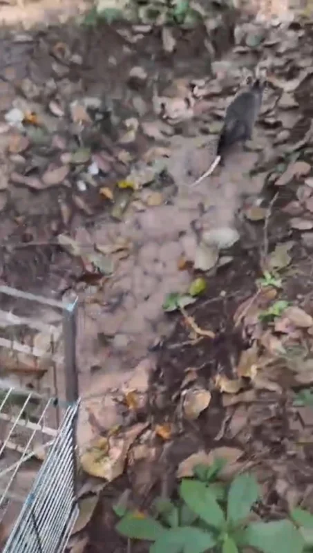 Retirada de animais